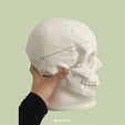 69A955A3-E265-4C8B-B0FC-B61894DBB61F.png Anatomical skull (Adult) 3 magnetic pieces
