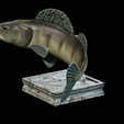 zander-trophy-14.png zander / pikeperch / Sander lucioperca fish in motion trophy statue detailed texture for 3d printing