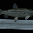 Grass-carp-statue-12.png fish grass carp / Ctenopharyngodon idella statue detailed texture for 3d printing