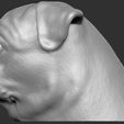 7.jpg Pug head for 3D printing