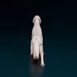 english-setter-on-the-hunt-04bz.jpg English Setter