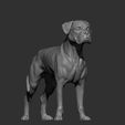 boxer12.jpg Boxer dog 3D print model