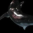 s3.jpg SHARK, DOWNLOAD Shark 3D modeL - Animated for Blender-fbx-unity-maya-unreal-c4d-3ds max - 3D printing SHARK SHARK FISH - TERROR  - PREDATOR - PREY - POKÉMON - DINOSAUR - RAPTOR