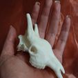 girraf.jpg Mini Beasts Crâne de girafe