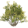 2-1.png Leaf Plant Tree And Flower 3D Model 1-4