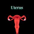 Uterus-thumb.jpg Útero
