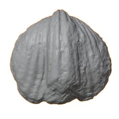 G016a.jpg STL file Ordovician brachiopod 30・Model to download and 3D print