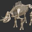 8.jpg Coelodonta - elasmotherium : Complete skeleton