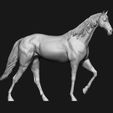 10.jpg Thoroughbred Horse model 3D print model