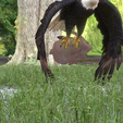 0_00065.png Eagle Eagle - DOWNLOAD Eagle 3d Model - Animated for Blender-Fbx-Unity-Maya-Unreal-C4d-3ds Max - 3D Printing Eagle Eagle BIRD - DINOSAUR - POKÉMON - PREDATOR - SKY - MONSTER