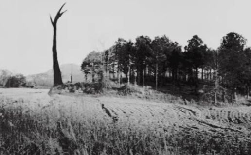 SpecialTree.jpg МОНУМЕНТ МИФОС - СПЕЦИАЛЬНОЕ ДЕРЕВО