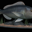 Dentex-statue-1-9.png fish Common dentex / dentex dentex statue underwater detailed texture for 3d printing