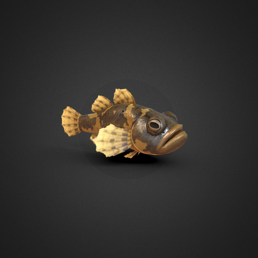Fish Donko Animal crossing New Horizons