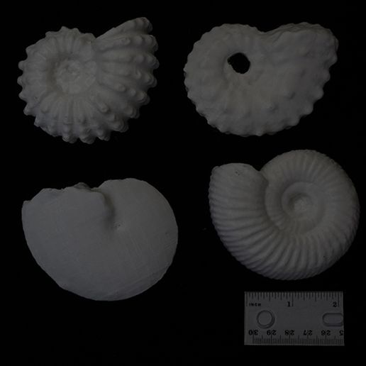 ammonites-500.jpg Fichier 3D Ammonites・Plan pour imprimante 3D à télécharger, eman1030b