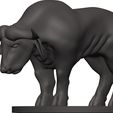 Buffalo-33.jpg Buffalo