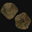 blastoid3-1.jpg Fossil Trilobites and Blastoids