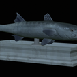Barracuda-mouth-statue-11.png fish great barracuda / Sphyraena barracuda open mouth statue detailed texture for 3d printing