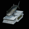 Greater-Amberjack-statue-26.png fish greater amberjack / Seriola dumerili statue detailed texture for 3d printing