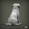 miniature-australian-shepherd5.jpg Miniature australian shepherd 3D print model