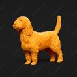 1009-Basset_Griffon_Vendeen_Petit_Pose_01.jpg Basset Griffon Vendeen Petit Dog 3D Print Model Pose 01