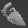 18.png 3D Model of Heart (2.3.4.5 chamber view) - 4 pack