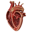 split_002.png Anatomical human heart in cross section