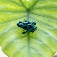 Crouching-Dart-Frog-07.jpg Crouching Dart Frog