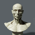FRONT.png Bust Écorché  for study + PDF anatomy manual