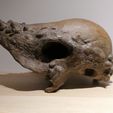 IMG_20200706_231629.jpg Fichier STL Crâne de Pachycéphalosaure・Modèle à télécharger et à imprimer en 3D, Think3dprint