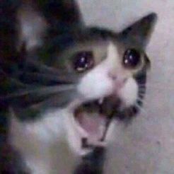 screaming-cat.jpg Weinende Katze (schreiend) - Meme