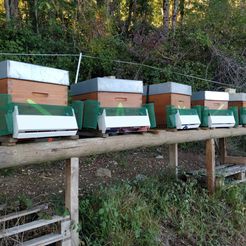 SEE, TN Lael TTT TT amelie Saad Beak Trap : Hornet trap for hive
