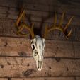 Deer.jpg White-tailed deer skull