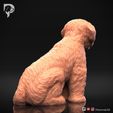 Bichon-Frise-Pose-05-Dog-3D-Print-4s.jpeg Bichon Frise Dog 3D Print Model Pose 05