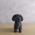 IMG_20211007_170654.jpg Low Poly Shih tzu