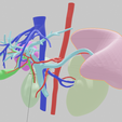 artery,-vein,-abdominal,-abdomen,-spleen,-liver,-lobe,-tumor,-hepatic,-portal-vein,-mesenteric,-3d-l.png CANCER DU FOIE 3D avec veine porte, artère et veine hépatiques, vésicule biliaire, canal biliaire, rate et rein
