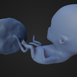 Week-12_Fetus_5.png 12 Week Fetus