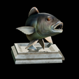 Dentex-trophy-5.png fish Common dentex / dentex dentex trophy statue detailed texture for 3d printing