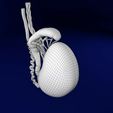 file-2.jpg testis with covering layers 3D model