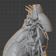 6.png 3D Model of Heart with Vessels