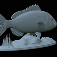 Dentex-statue-1-37.png fish Common dentex / dentex dentex statue underwater detailed texture for 3d printing