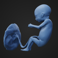18weeks_3.png 18 weeks fetus