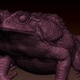 Cane_Toad_decimated_01.jpg sapo de cana uma peça