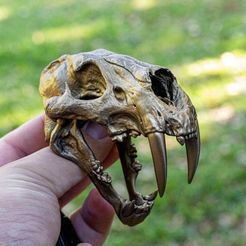 sabertooth-skull-3d-model-d17488eba5.jpg Fichier STL Modèle d'impression 3D du crâne à dents de sabre・Modèle à télécharger et à imprimer en 3D