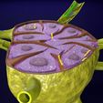 lymph-node-lymphatic-system-3d-model-fbx-blend-21.jpg Lymph node Lymphatic system 3D model