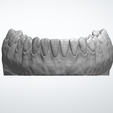 LOW-2.png Full Arch Dental Study Model with Roots and Alveolar Bone (STL)