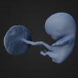 NineWeeksFetus_2.png 9 Week Fetus