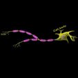 neuron-axon-parts-labelled-detail-3d-model-blend.jpg Neuron axon parts labelled detail 3D model