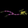 neuron-axon-parts-labelled-detail-3d-model-blend.jpg Neurona axón partes etiquetadas detalle modelo 3D