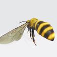 1.jpg DOWNLOAD BEE 3D Model BEE - Obj - FbX - 3d PRINTING - 3D PROJECT - BLENDER - 3DS MAX - MAYA - UNITY - UNREAL - CINEMA4D - BEE GAME READY - POKÉMON - RAPTOR