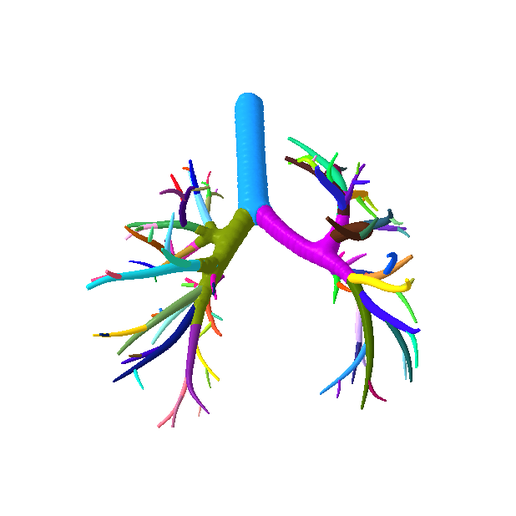 10.png Tracheobronchial Tree Segmented in 101 Parts